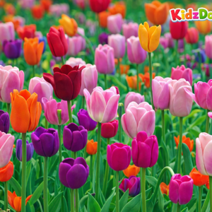 KidzDough Flowers Theme